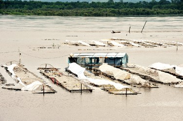 大兴安岭洪水淹没养殖场，300头猪水中奔跑，给养殖户造成了多大的损失？