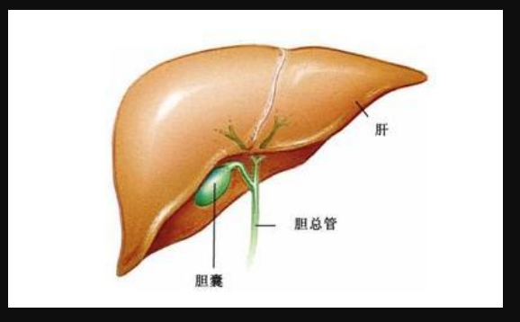 胆汁是由哪个器官分泌的？