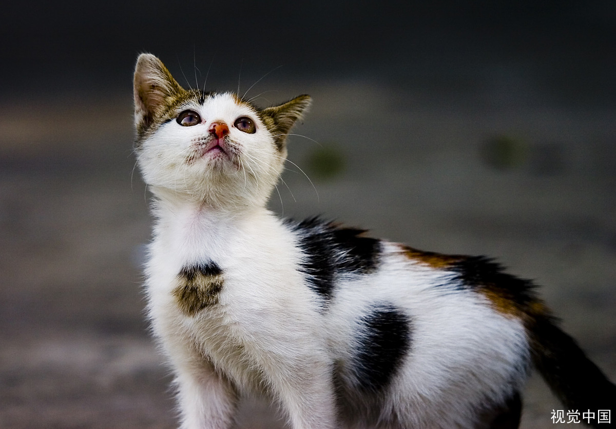 是什么原因导致胖猫突然起飞360度空翻的？