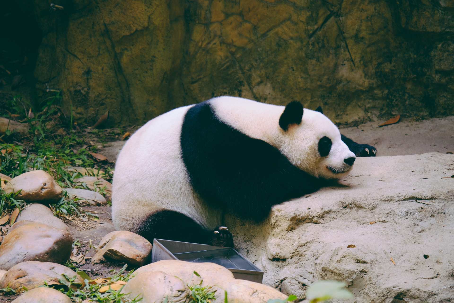 英国为何考虑将大熊猫送回中国？