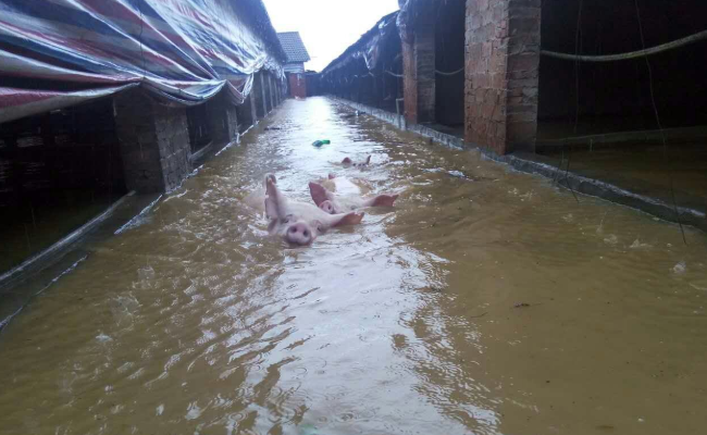 大兴安岭大雨不断，洪水淹没养殖场三百头猪水中奔跑，当地展开了哪些举措？