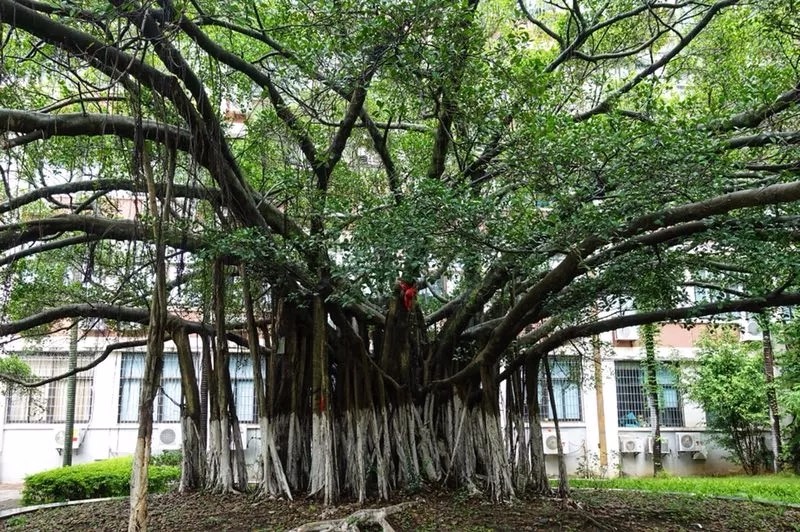 独木成林什么意思