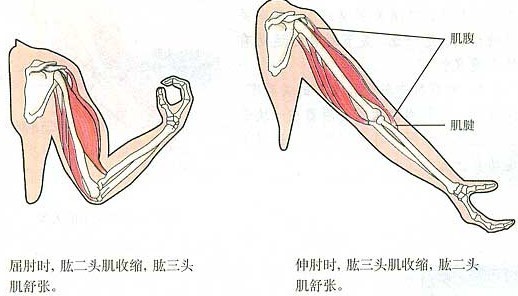 运动系统由哪几部分组成？