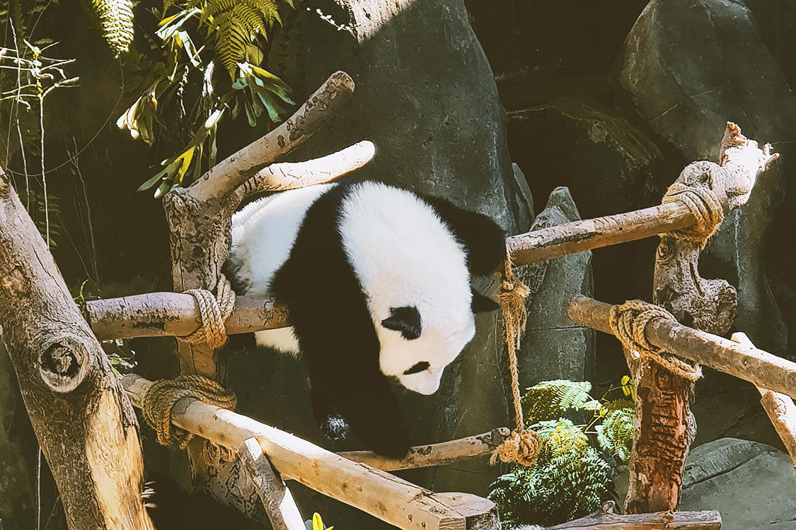 英国为何考虑将大熊猫送回中国？