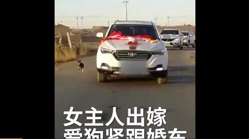 女主人出嫁爱犬是怎么表现的？