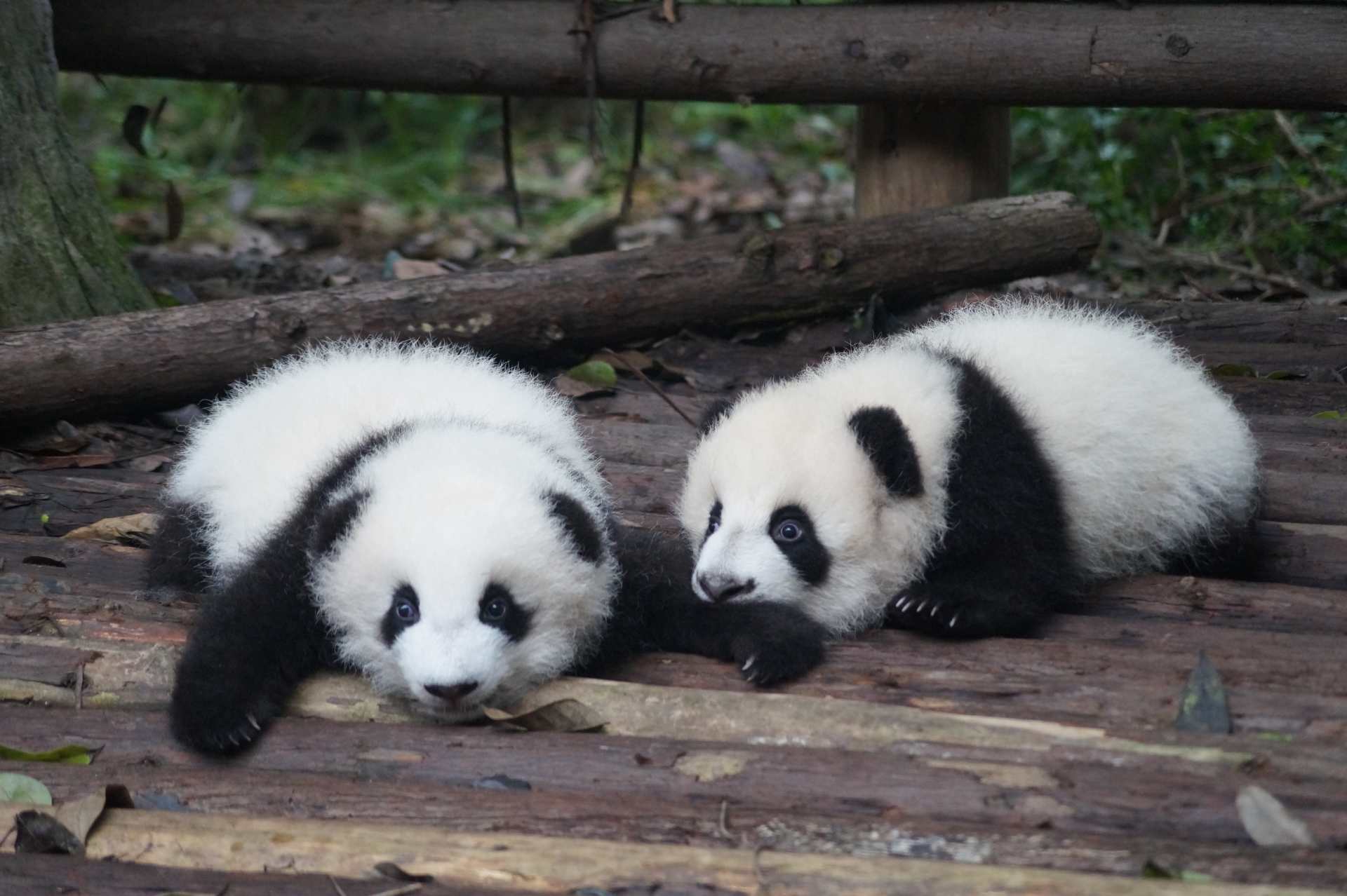 英国为何考虑将大熊猫送回中国？