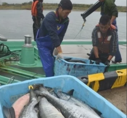 日本北海道暴发最严重赤潮危机，这一危机带来了什么样的后果？