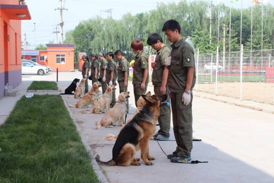 怎样考训狗师证