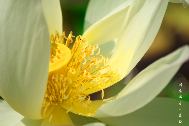 闲情偶寄·芙蕖的原文