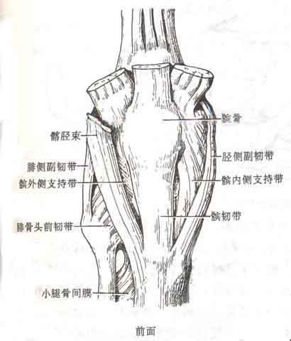 运动系统由哪几部分组成？