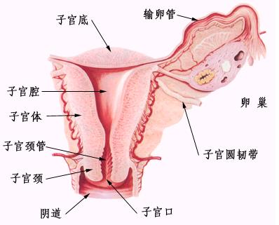 女人的子宫是什么样子的