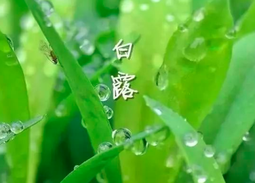 白露节气需要注意什么？