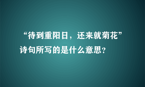 “待到重阳日，还来就菊花”诗句所写的是什么意思？