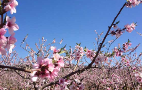 桃花节是几月几日?