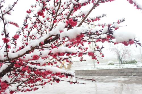 三月桃花雪诗句 柳絮如雪的句子