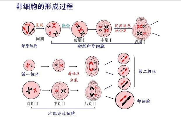 卵细胞的形成过程图片