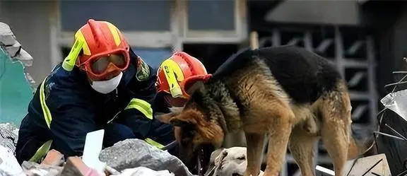 当年汶川地震的67只搜救犬全部离世，向它们致敬，它们救了多少人呢？