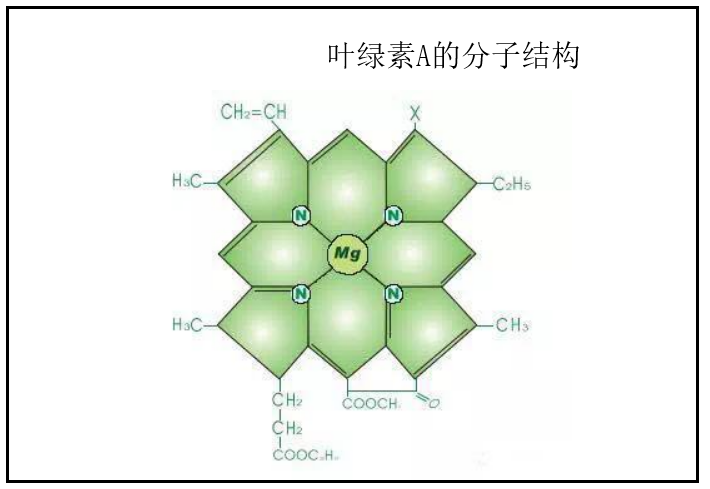 叶绿素a和b的作用有什么不同吗