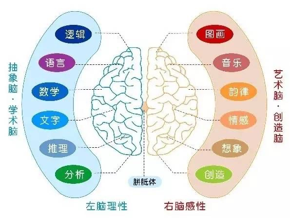 右脑发达的人有什么特点