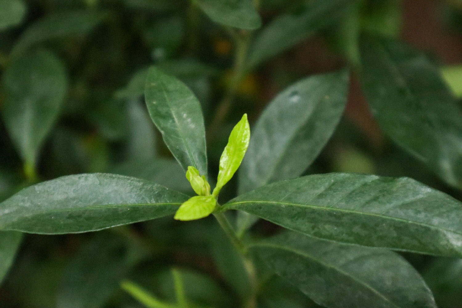 栀子花花期在什么时候