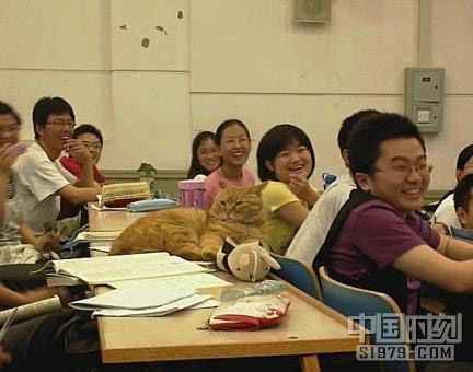 北大学术猫的特点汇总