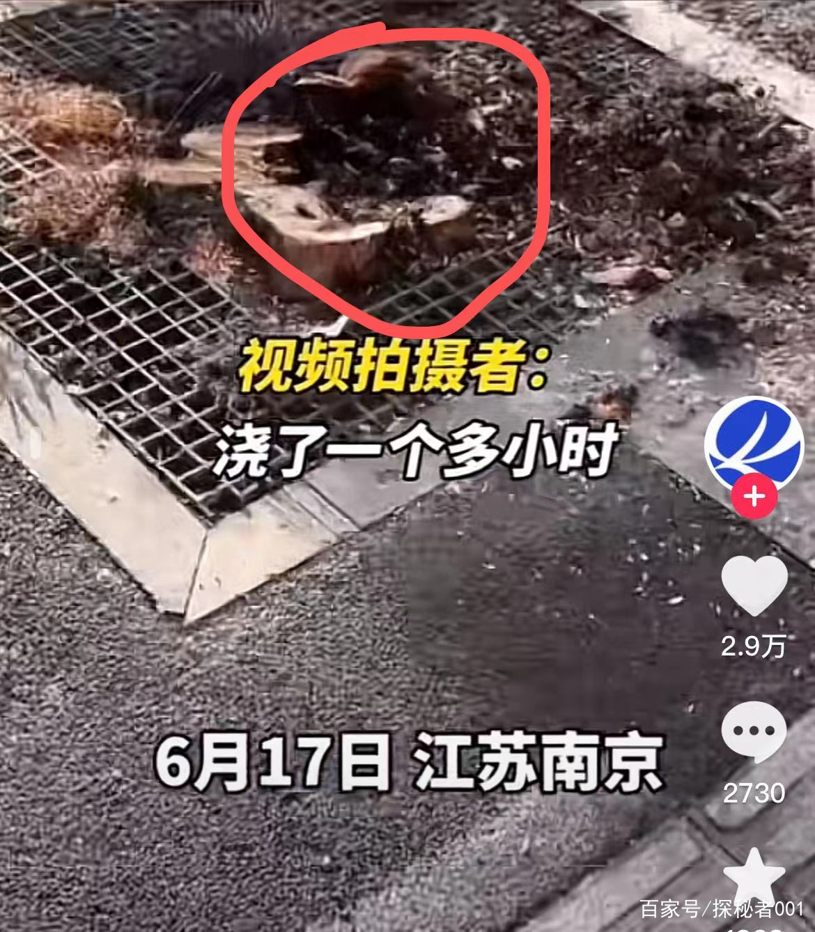 河南地表最高温74℃，南京树木自燃烧断根，为何如此反常？