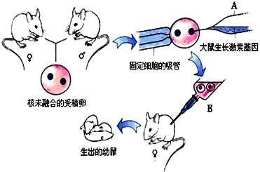 转基因超级鼠的原理是什么？