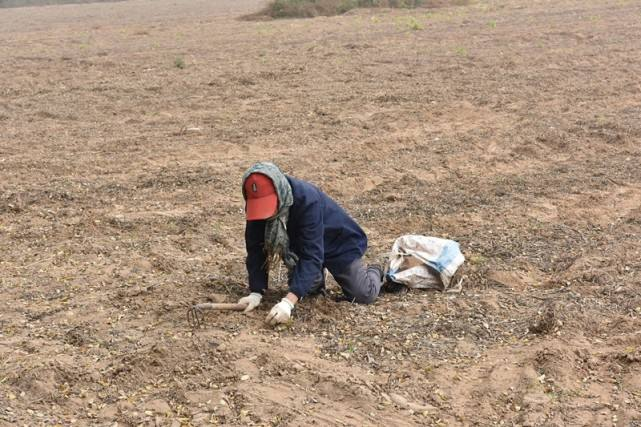 河北一承包商收花生时遭数百村民哄抢，为何报警也于事无补？