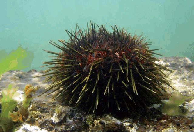 被称为“海中刺猬”的海洋生物是什么？