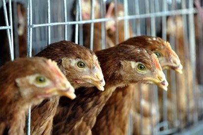 澳大利亚爆发H7N7病毒，已有多少禽类感染？