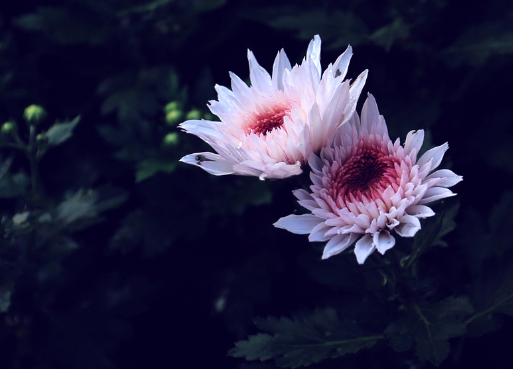 不是花中偏爱菊，此花开尽更无花。这一句是什么意思