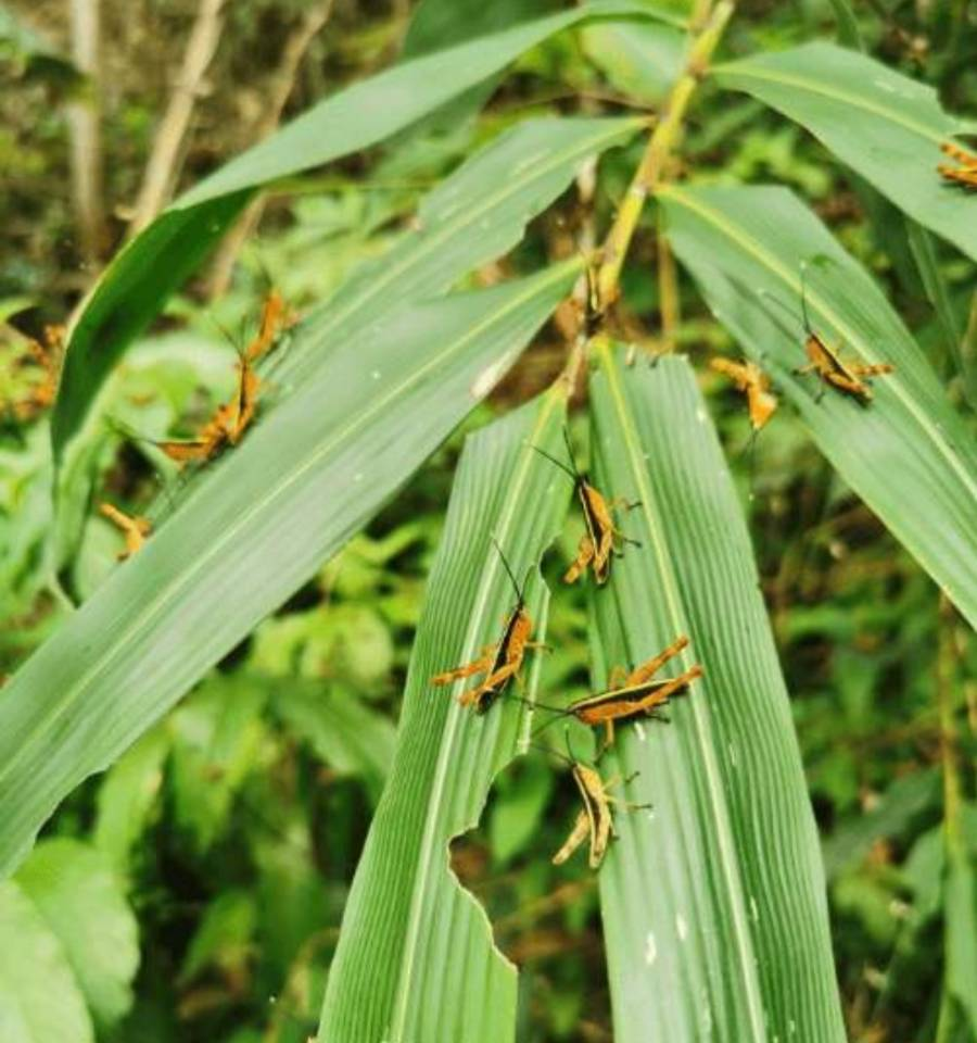 云南千亩竹林遭竹蝗啃食，这些竹林还能挽救吗？