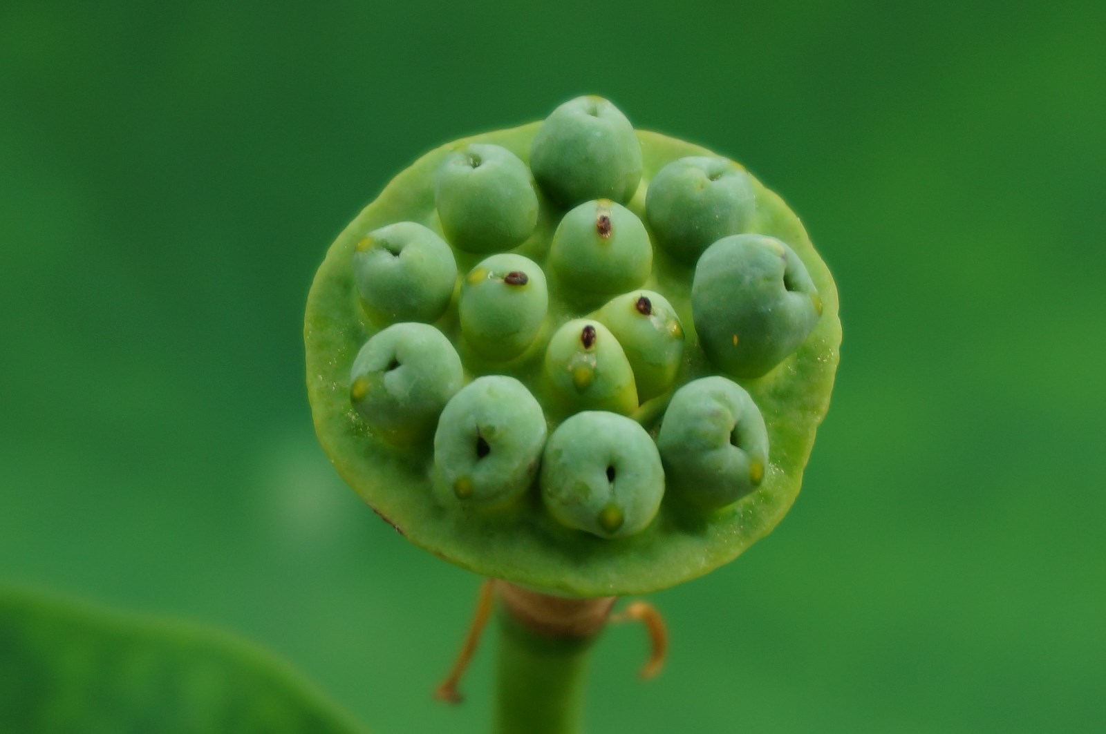 二年级植物传播种子的方法有哪些?