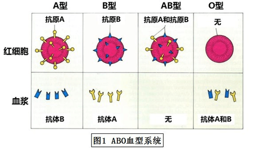 我去医院检查血型，是AB型RH阳性是什么意思？