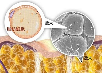 减肥茶副作用有哪些 六个副作用不得不防