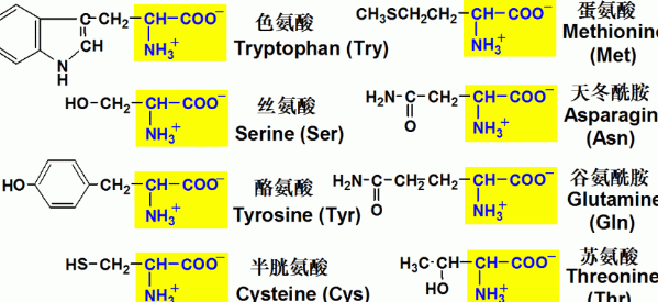 碱性氨基酸和酸性氨基酸的有哪些