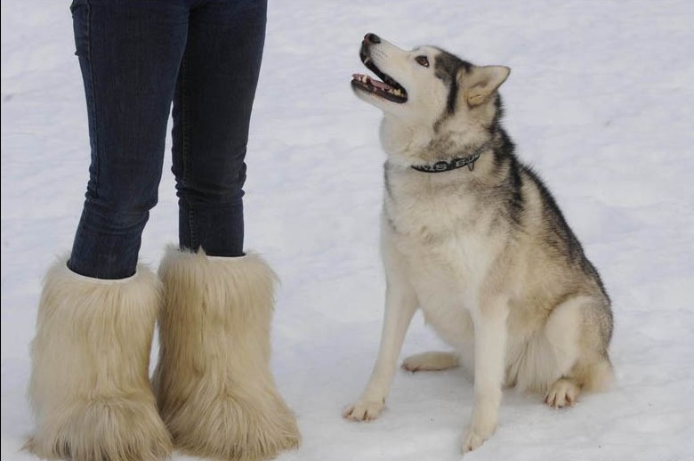 因纽特犬的介绍