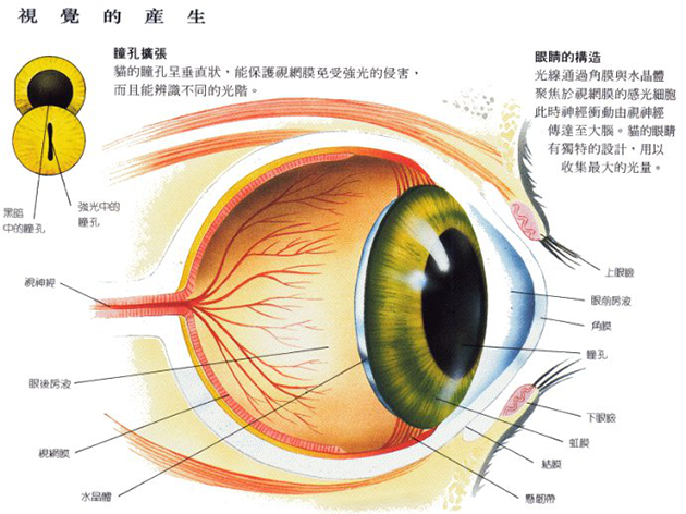 猫咪的虹膜异色现象 是怎么回事？