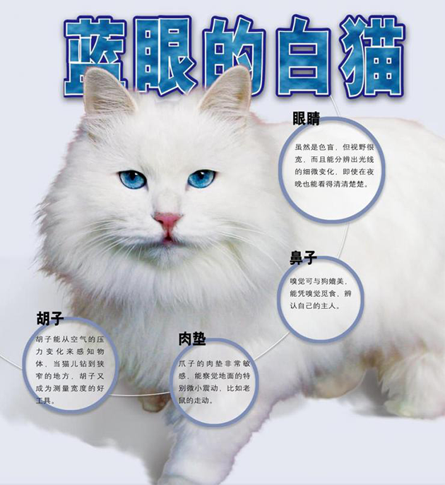 猫咪的虹膜异色现象 是怎么回事？