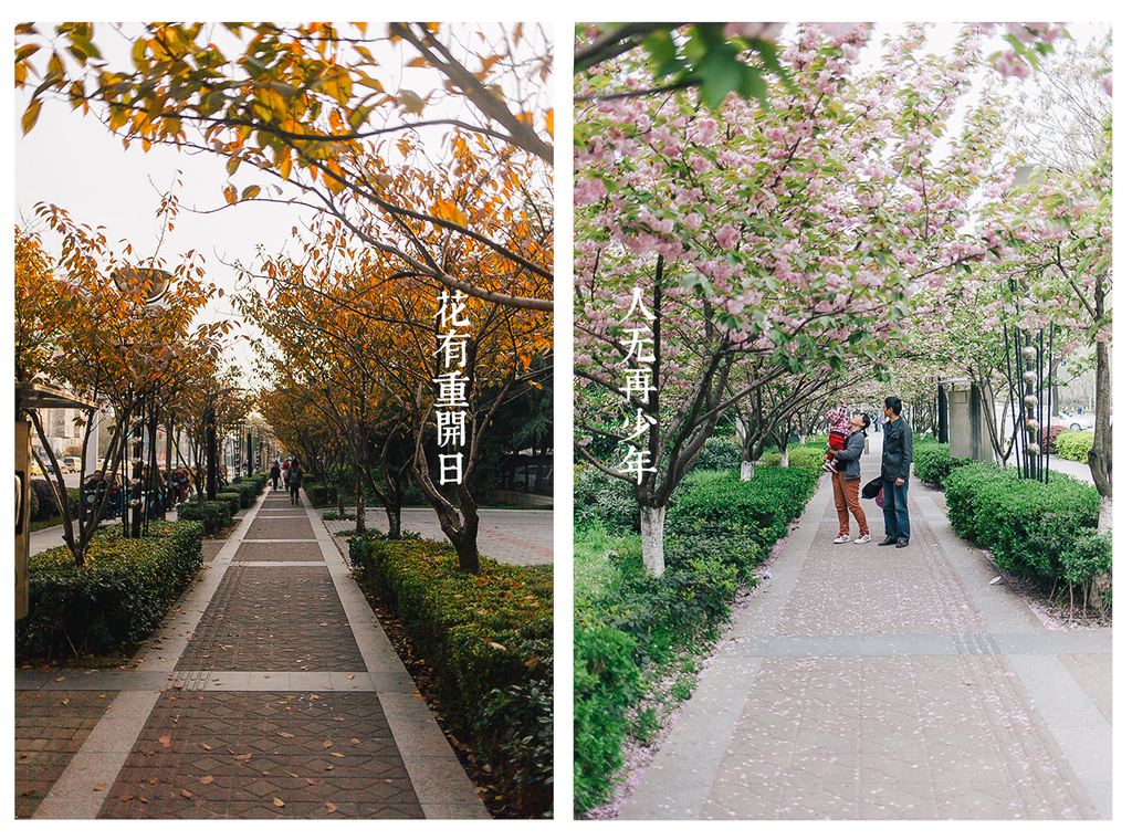 花有重开日人无再少年的意思是什么