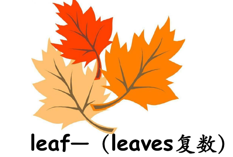 leaf 的复数形式