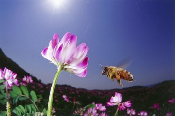 蜜蜂品质