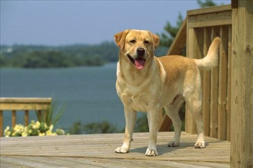 得了狂犬病真的会学狗叫吗？