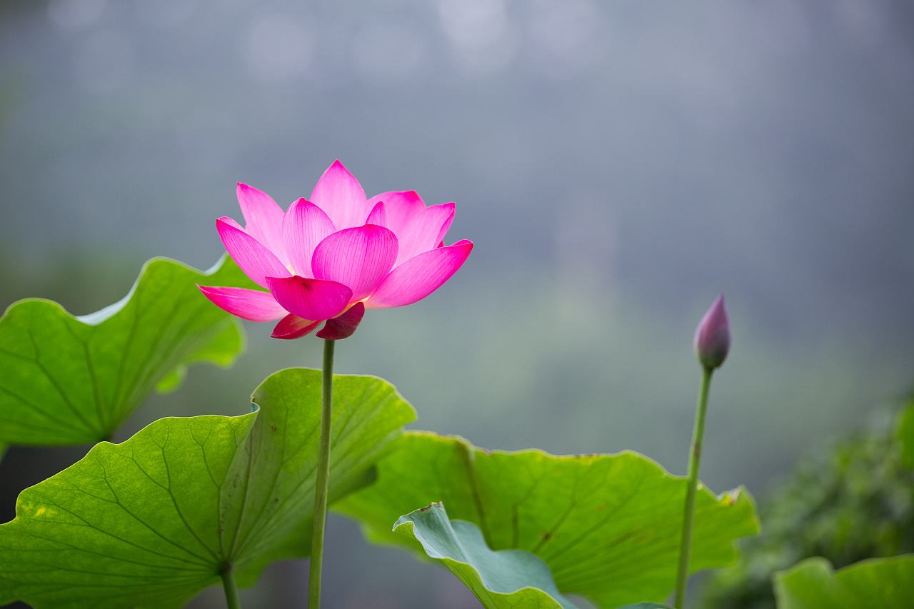 荷花出淤泥而不染的后面一句是什么?