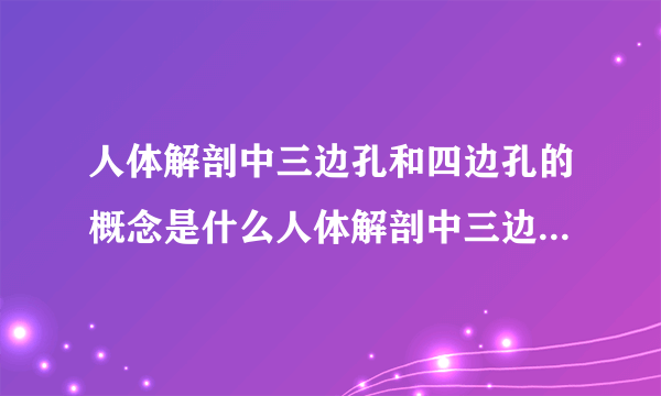 人体解剖中三边孔和四边孔的概念是什么人体解剖中三边孔和四边孔的概念分别是什么