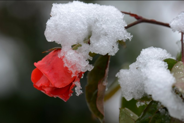 初雪的含义是什么?