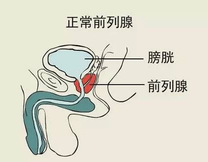 什么叫前列腺