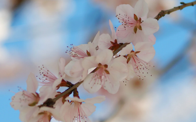 桃花劫是什么意思