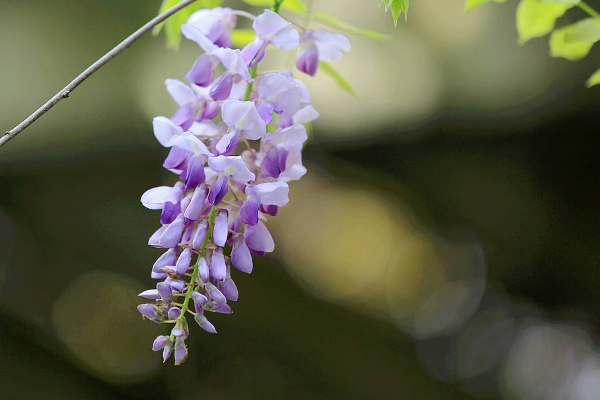 芭蕉不展丁香结 同向春风各自愁，这句诗什么意思