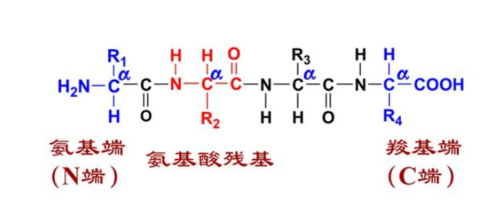 肽链的意思是什么？